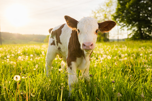 Portrait of little calf on grass field