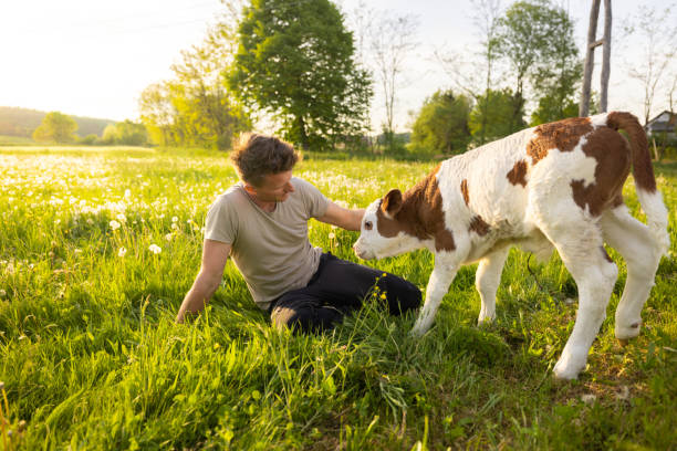 istock Man sitting on grass and stroking little calf 1413061131