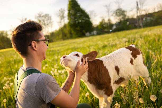 Young farmer touching and looking at calf
