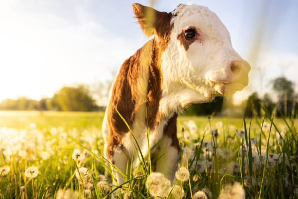 istock Close up of little calf on grass field 1413061162