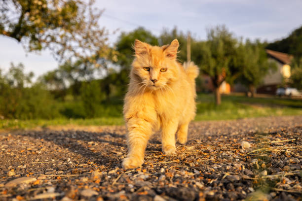 Portrait of fur cat walking on dirt road