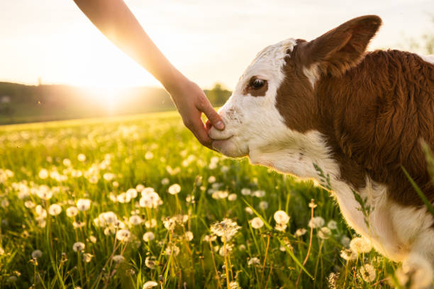 Hand touch snout of little calf