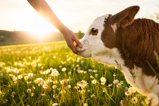 Hand touch snout of little calf on grass field