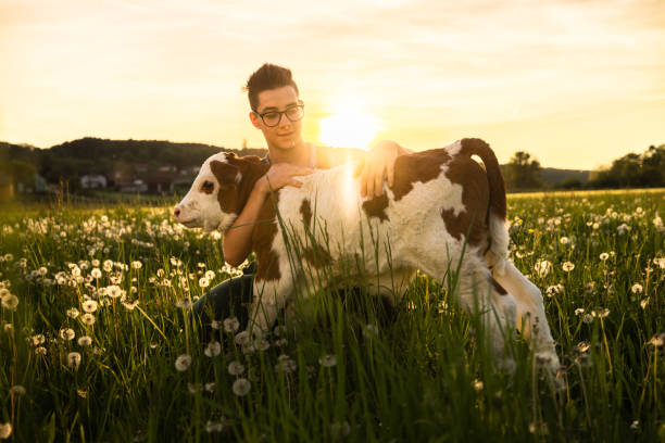 istock Young farmer embracing calf on field 1413061273