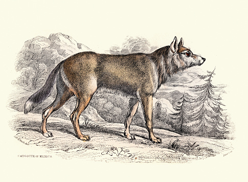 Vintage illustration of a Caygotte of Mexico or Coyote, American jackal or prairie wolf (Canis latrans)