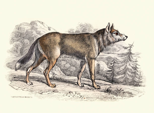 Caygotte of Mexico or Coyote, American jackal or prairie wolf (Canis latrans), Wildlife art Vintage illustration of a Caygotte of Mexico or Coyote, American jackal or prairie wolf (Canis latrans) jackals stock illustrations