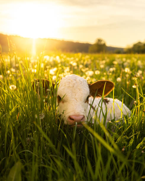 Close up of calf relaxing on grass field