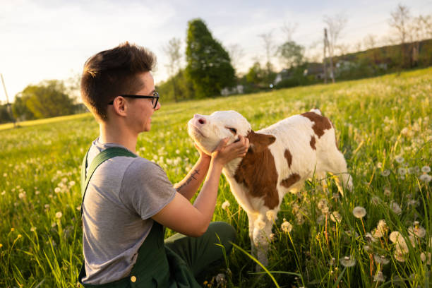 istock Young farmer having fun with little calf 1413061324
