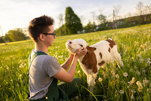 Young farmer having fun with little calf on grass field