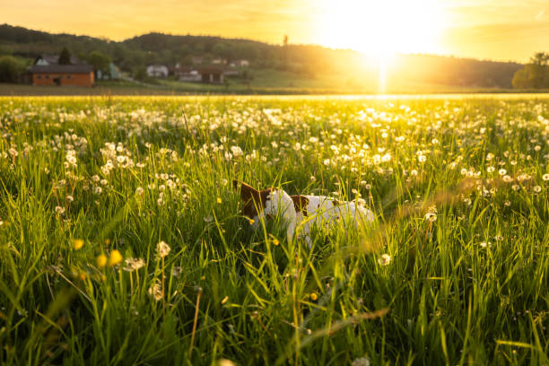 Little calf relaxing on grass field during sunset