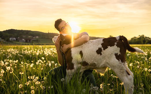 Young farmer embracing calf on grass field during sunset