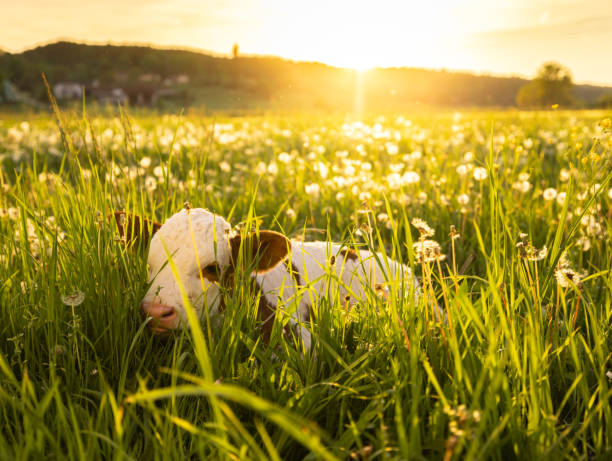 Portrait of calf relaxing on grass field during sunset