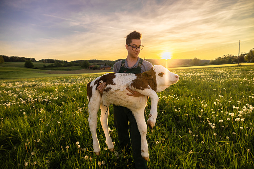 Young farmer holding little calf on grass field during sunset