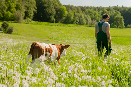 Rear view of farmer and calf walking on field by forest