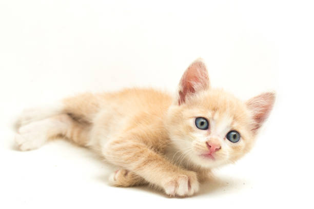 istock Domestic Orange cat kitten funny positions  on white background 1413062023