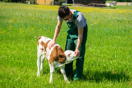 Young farmer stroking and checking on calf on field