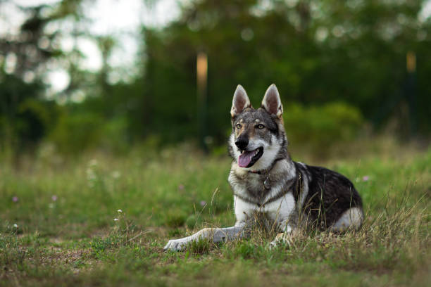 istock Czechoslovakian wolfdog lying on the grass 1413062026