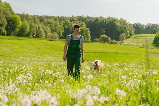Young male farmer walking with calf on grass field