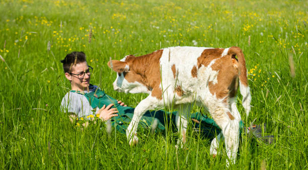 istock Farmer lying on grass field with calf 1413062075