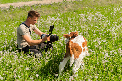 Man filming little calf on field using digital camera on grass field