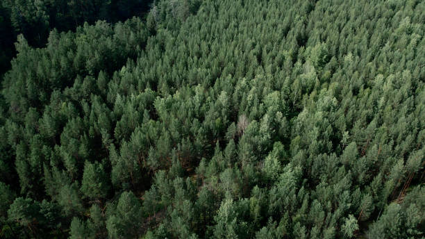 istock Deep green forest in summer time in Ural 1413062671