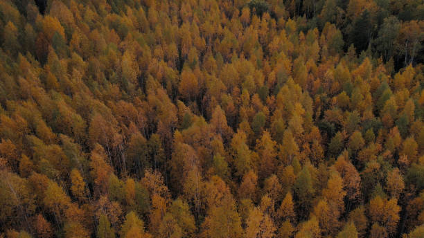 istock Autumn fantasy yellow forest in Ural 1413062703