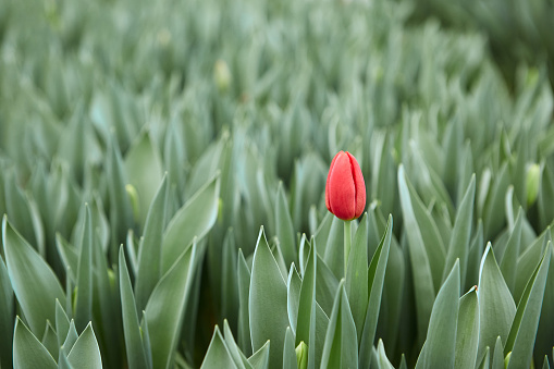 One red tulip on a background of green leaves greenhouse. Blurred background.