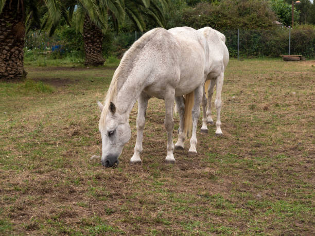 istock white horse grazing in the field 1413064496