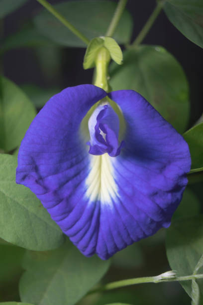 istock Purple blue Butterfly pea flower blossom 1413064608