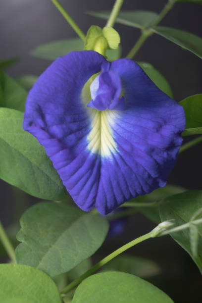 istock Butterfly pea petal flower with dew drops front view 1413064654