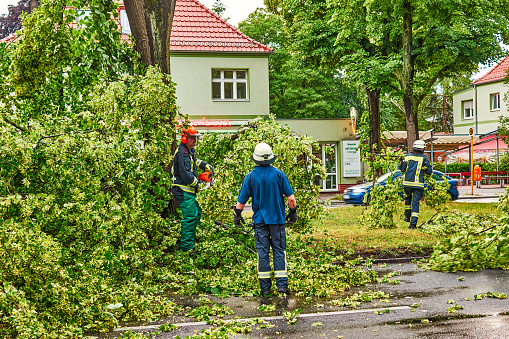 Berlin, Germany - June 12, 2019: An uprooted tree lying on a major road in Berlin, Germany, after a heavy storm. Firefighters are cutting it to clear the road.