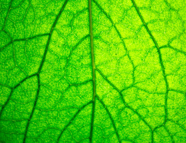 istock Leaf green close-up background. Green natural fresh leaf texture. Leaf vessels, trachea. 1413065656