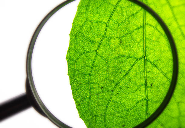 istock Green natural leaf through a magnifying glass on a blurred background. plant research concept. Natural plants, close-up of leaf vein. 1413065693