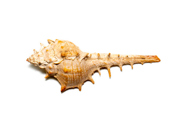 istock Image of thorn conch shell on a white background. Undersea Animals. Sea shells. 1413066951