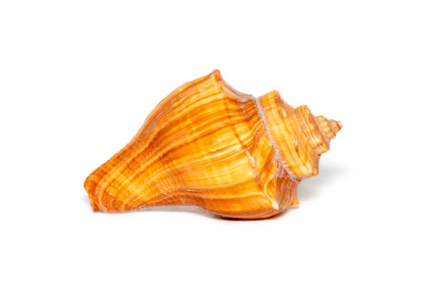 istock Image of brown conch sea shell on a white background. Undersea Animals. Sea shells. 1413066974