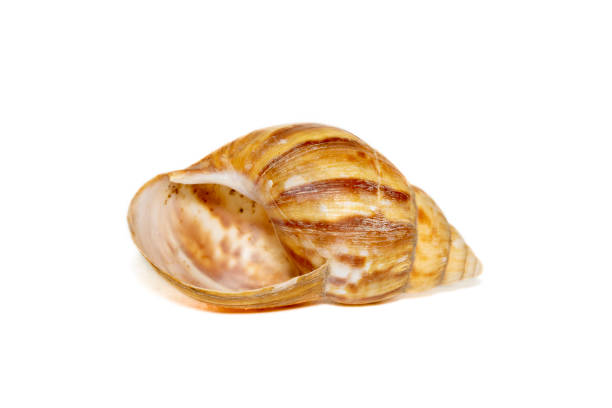 Image of brown pattern conch shell on a white background. Undersea Animals. Sea shells. stock photo