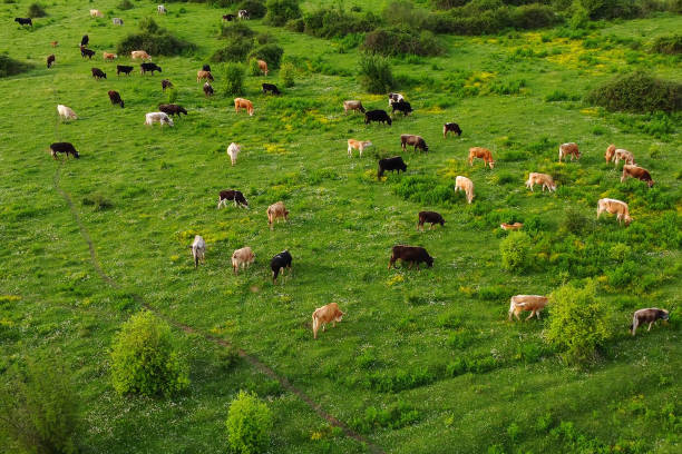 vista aérea de vacas de pastoreo libre en un pastizal natural en una europa. cultivo de ganado. ganadería. - animal husbandry fotografías e imágenes de stock