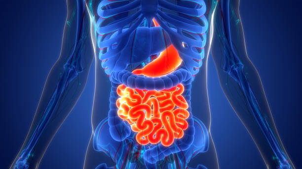 istock Human Digestive System Stomach with Small Intestine Anatomy 1413067508