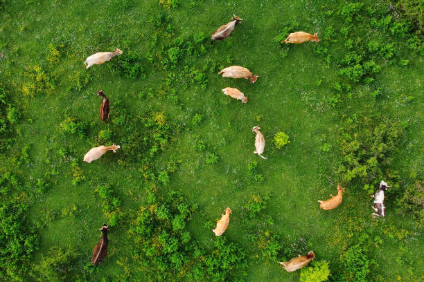 Aerial view of free grazing cows on a natural pastureland in a Europe. Growing livestock. Animal husbandry. stock photo