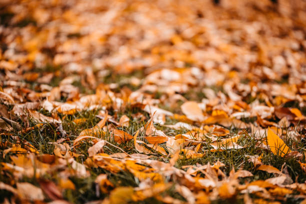 feuilles mortes dans le parc en automne - partie inférieure photos et images de collection