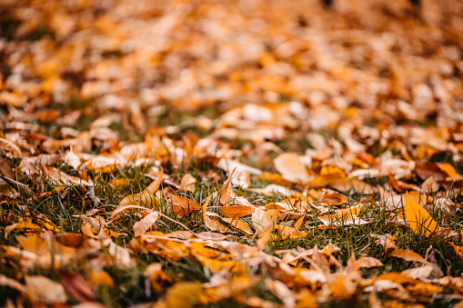 Fallen Leaves In Park In Autumn