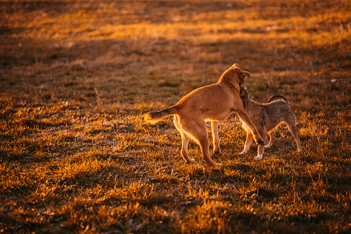Two cute stray dogs playing in park at sunset.