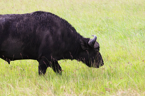 Photo of a cape buffalo at the Aberdare national Park in Kenya.