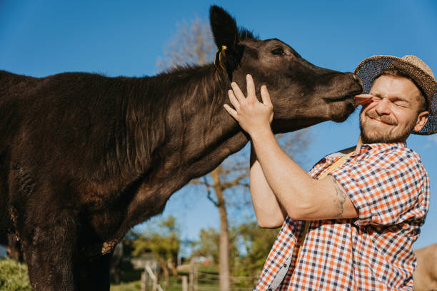 Affectionate black cow licking smiling farmer´s face in rural field during sunny summer day