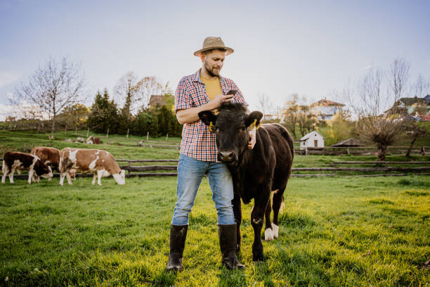 istock Male farmer using mobile phone while standing with cow in field 1413069298