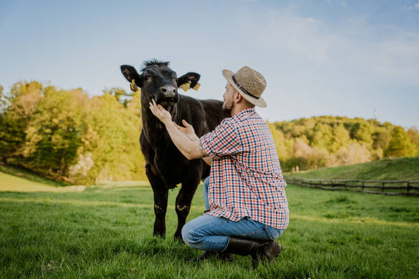 istock Male farmer touching cow in field against sky 1413069320