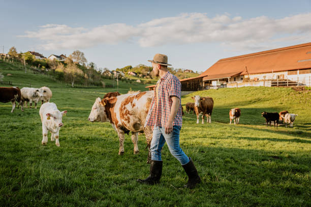 istock Male farmer watching over cattle in field on sunny day 1413069321