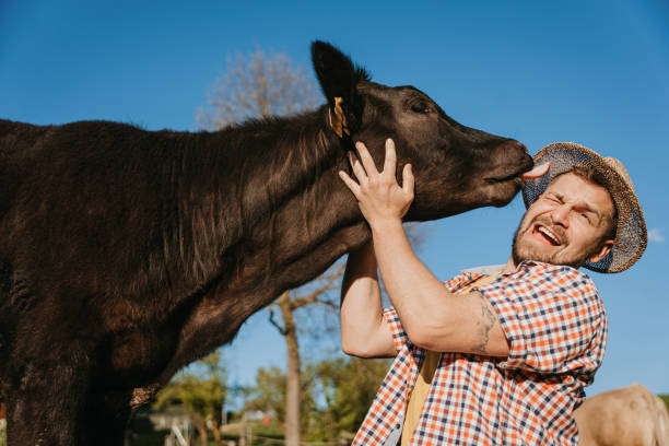 istock Cow licking man's face in field on sunny day 1413069327