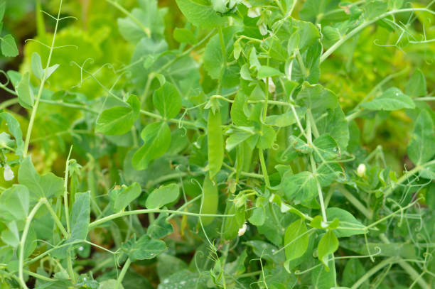 istock Selective focus of a green bed with growing green peas 1413069344