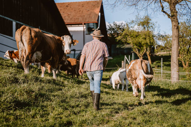 istock Male farmer watching over cattle in field on sunny day 1413069389